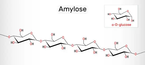 Vector illustration of Amylose molecule. It is a polysaccharide and one of the two components of starch. Structural chemical formula
