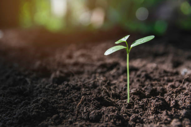 istock Seedling and plant growing in soil and copy space for insert text 1154083006