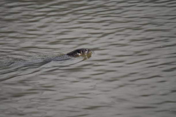 istock North American river otter - Lontra canadensis 1154083097
