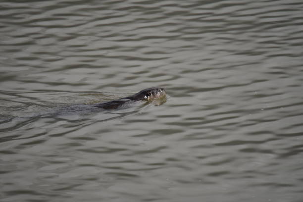 istock Semiaquatic mammal 1154083125