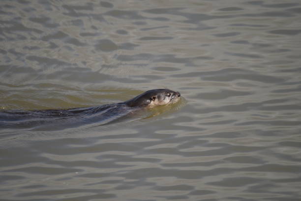 istock North American river otter 1154083138