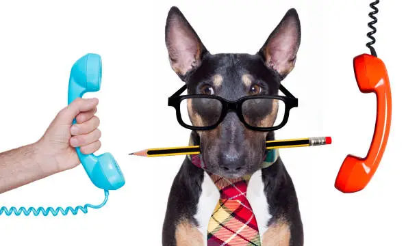 bull terrier dog tie going to work as office worker boss with nerd reading glasses , isolated on white background, on the telephone or phone