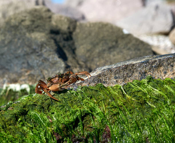 istock large sea crab sits on a rock with green algae on a summer day 1154083243