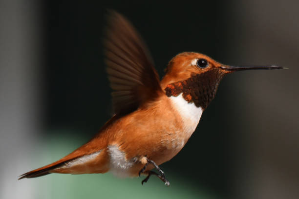 istock Rufous hummingbird hovering mid-air 1154083311
