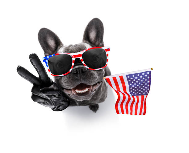 istock independence day 4th of july dog 1154083321