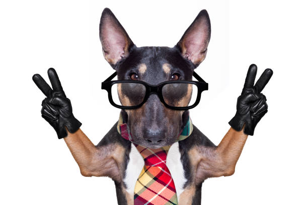 istock business boss dog 1154083333