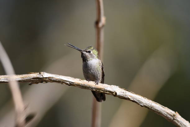 istock Anna's hummingbird on a tree branch 1154083341