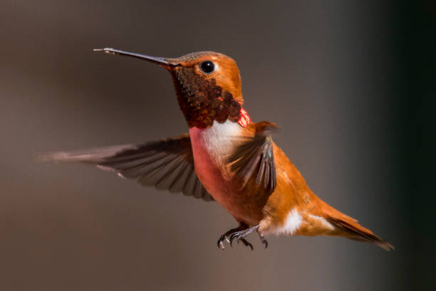 istock Magnificent Rufous hummingbird close-up 1154083356