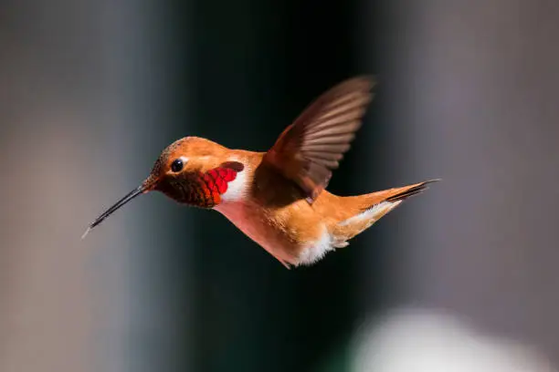 Rufous hummingbird in-flight close-up.