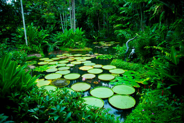 ninfee - lily pond foto e immagini stock