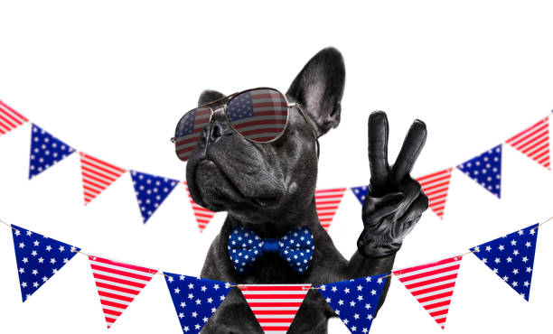 istock independence day 4th of july dog 1154083565