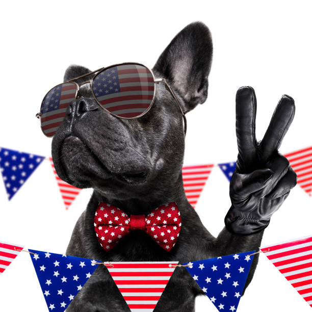 istock independence day 4th of july dog 1154084297