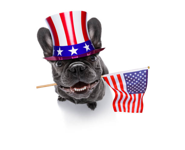 istock independence day 4th of july dog 1154084879