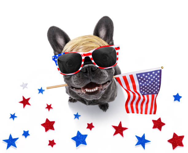 istock independence day 4th of july dog 1154084889