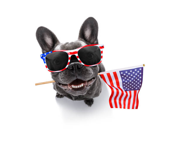 istock independence day 4th of july dog 1154084899