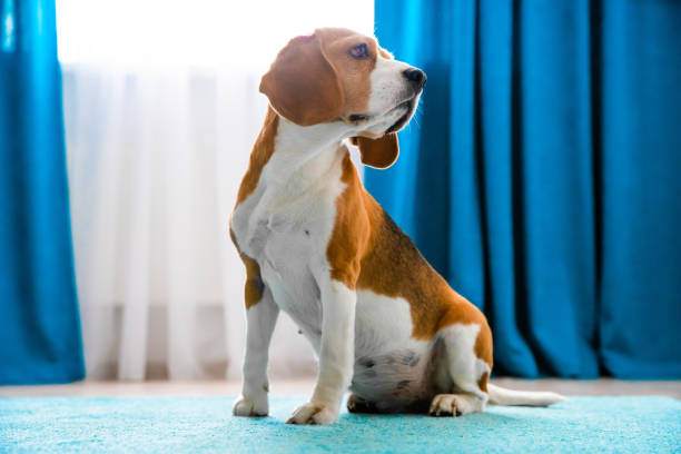 istock Dog at clean home 1154085566