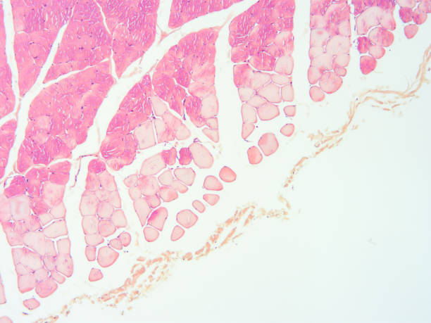 istock histology of human tissue 1154085611