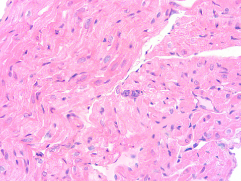 Histologi Jaringan Manusia Foto Stok Biology Diagrams