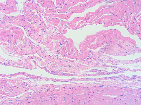 Histologi Jaringan Manusia Foto Stok Biology Diagrams