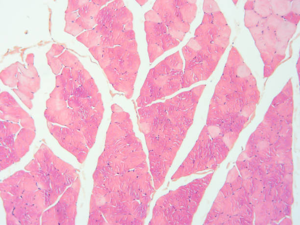 istock histology of human tissue 1154086402