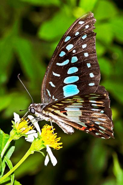 istock Butterfly drinking juice from flower. 1154086588