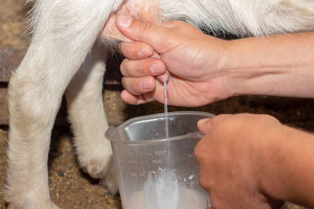 istock milk yield goat hand milks goat udder milk flows into jar 1154087358