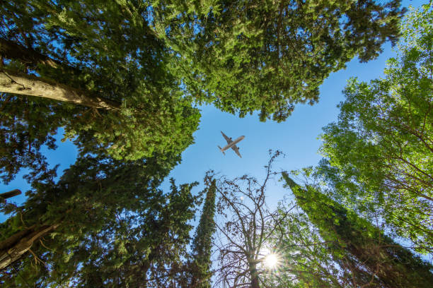 Airplane flying above the forest, bottom view stock photo