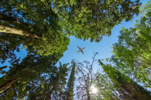 Photo of Airplane flying above the forest, bottom view