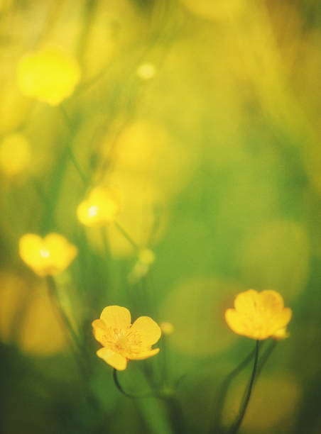 istock Abstract beautiful spring and summer background with yellow flower 1154088146