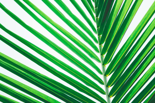 istock Abstract nature view of dark green coconut leaf 1154088184