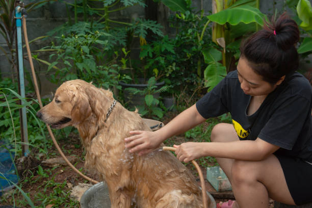 istock Bathing dog, A woman is bathing for her dog golden retriever. 1154088708