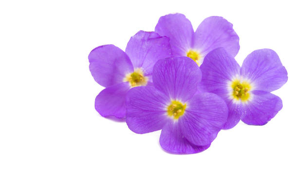 istock Aubrieta flower isolated 1154090416