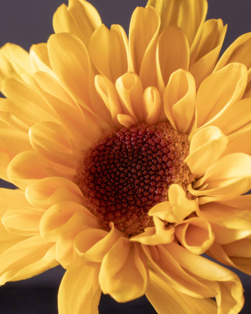 chrysanthème jaune - flower head sunflower chrysanthemum single flower photos et images de collection