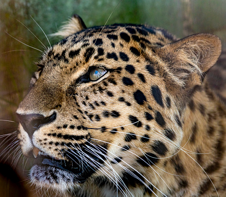 Amur Leopard looking forward on  a hot summer day. It is in an enclosure at the Cat Survival Trust Centre at Welwyn.  The trust does a huge amount to protect and rehome big cats from failing zoos or private collectors and is part of the world wide cat breeding programme.