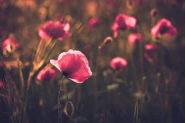 istock landscape with nice sunset over poppy field 1154094038