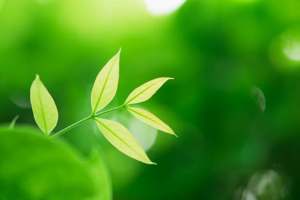 istock Closeup nature view of green leaf 1154094072
