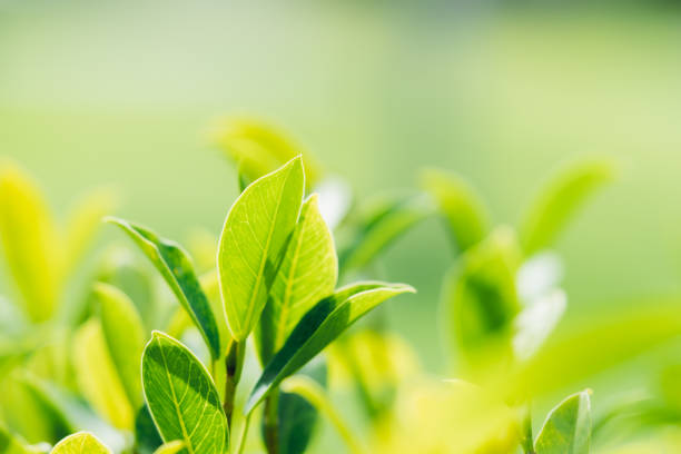 istock Closeup nature view of green leaf 1154094073