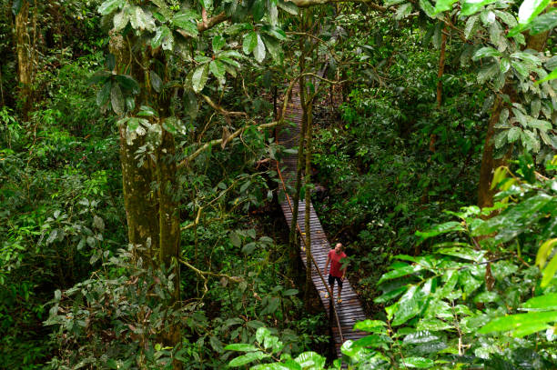 ムル国立公園の熱帯雨林での成熟した男性観光ハイキング - グヌンムル国立公園 ストックフォトと画像