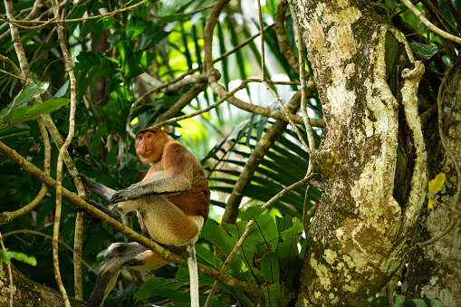 Proboscis monkey sitting on branch. Primate is in rainforest. Mammal is looking away. Bako National Park.