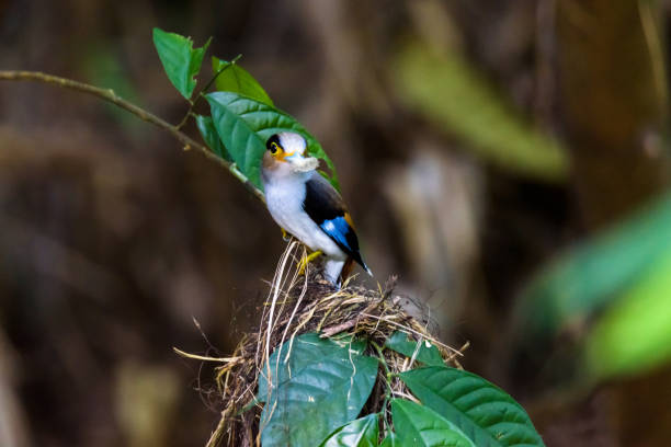 istock Silver-breasted Broadbill Bird standing on the nest 1154096327