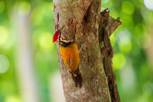 istock Common Flameback drilled holes in trees 1154096354