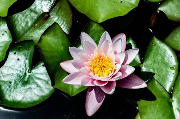 istock pink waterlily floats softly 1154098358