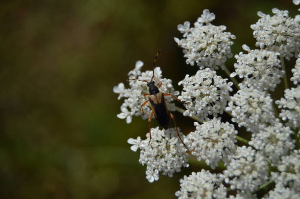 Portrait Of A Insect In A Wild Hemlock Flower In The Mountains Of Galicia Fills Valles Pine Forests Meadows And Forests Of Eucalyptus In Rebedul. Portrait Of A Insect In A Wild Hemlock Flower In The Mountains Of Galicia Fills Valles Pine Forests Meadows And Forests Of Eucalyptus In Rebedul. August 3, 2013. Rebedul, Lugo, Galicia, Spain. Rural Tourism, Nature. cicuta virosa stock pictures, royalty-free photos & images