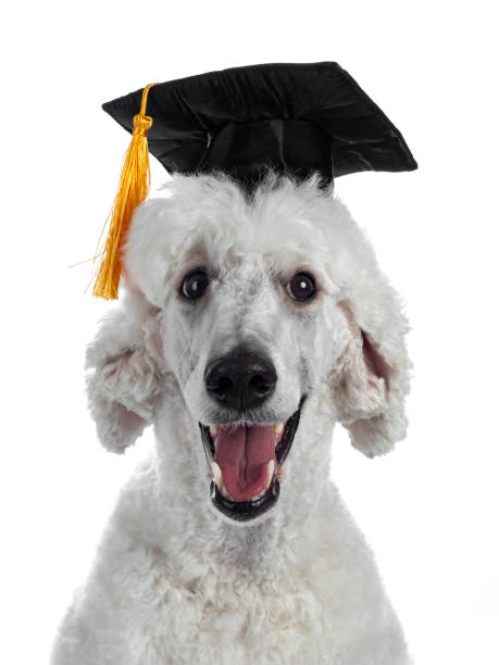 coup de tête de habillé jusqu’à whie roi caniche sur le blanc - dog graduation hat school photos et images de collection