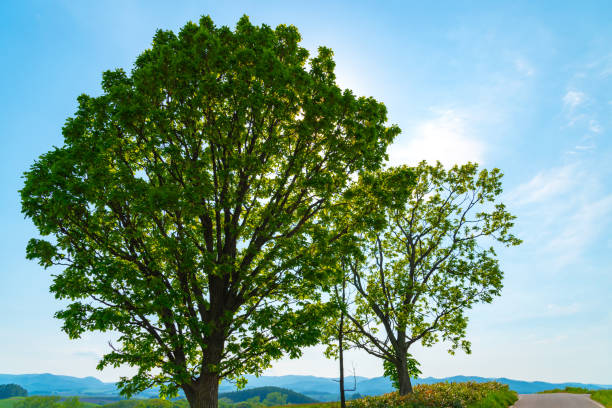istock Farmland, Isolated Trees on hill 1154099788