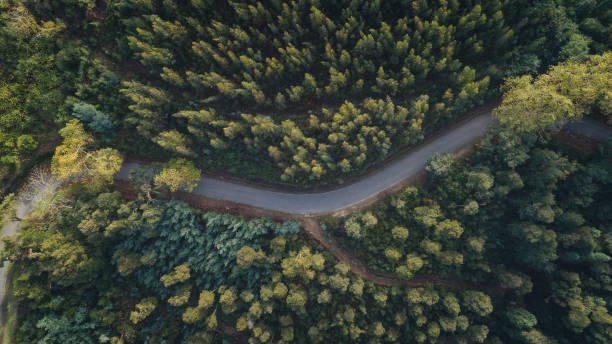 istock Bussaco National Forest, Portugal 1154100195