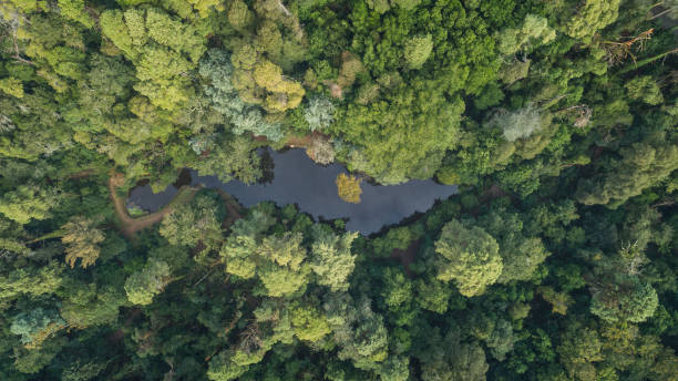 istock Bussaco National Forest, Portugal 1154100248