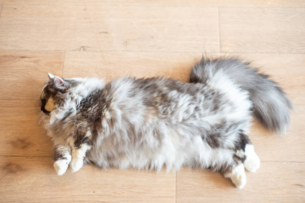 istock Closed up grey and white cat with big eye lie on the table or floor 1154101077