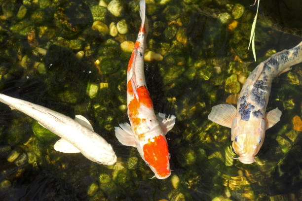 istock orange Carp koi swimming in water 1154102008