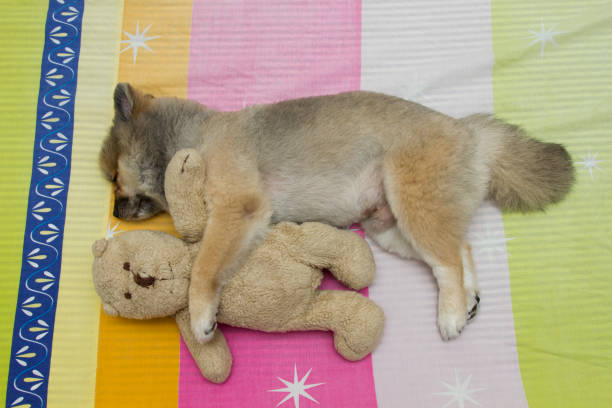Sleeping Pomeranian dog hugging a doll on the mattress.